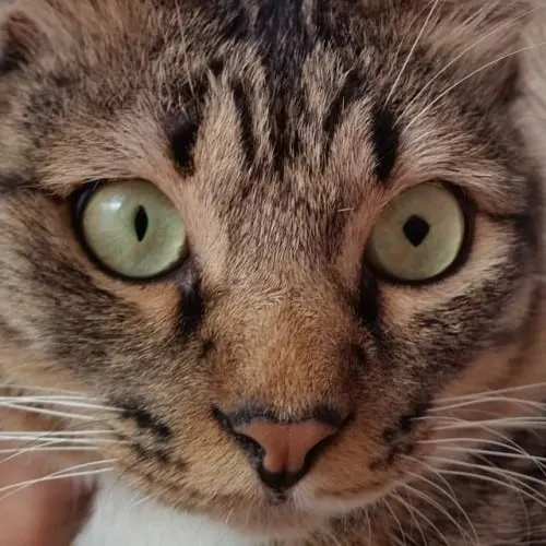 Neko's unique diamond-shaped pupil