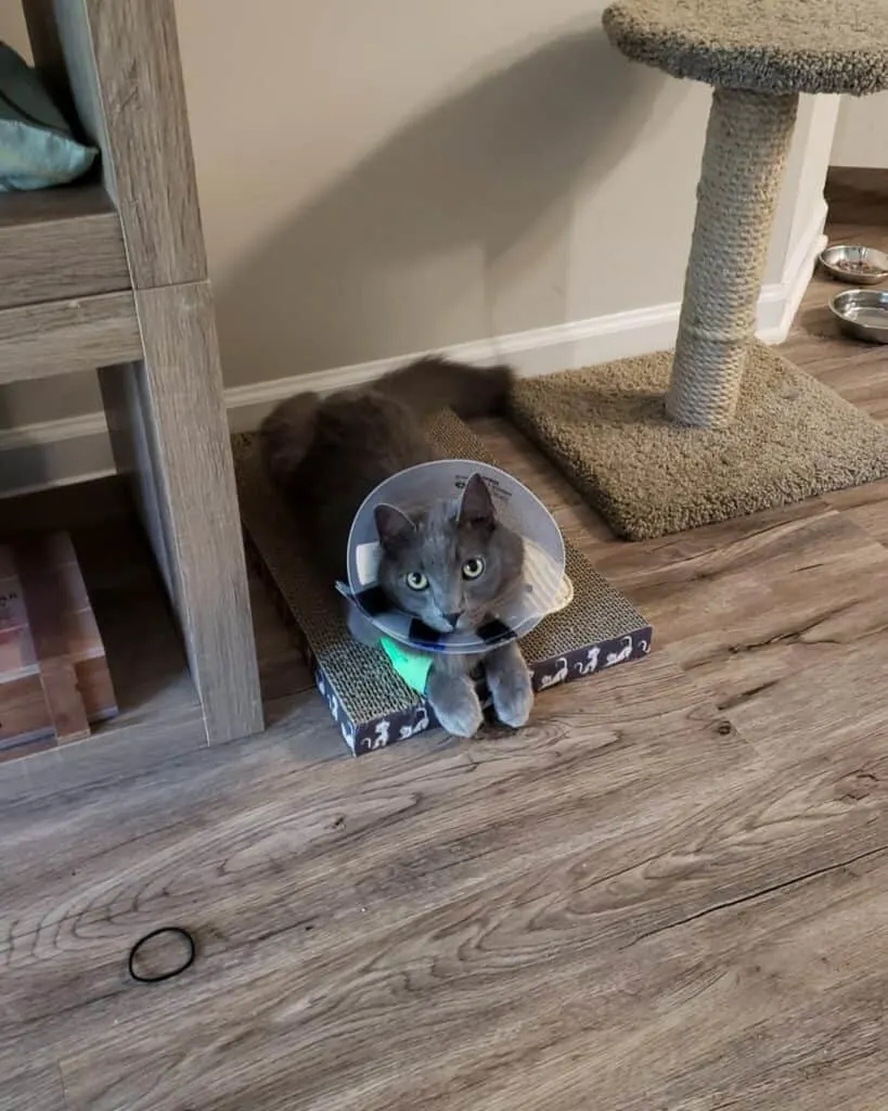 cat with cancer wearing e-collar