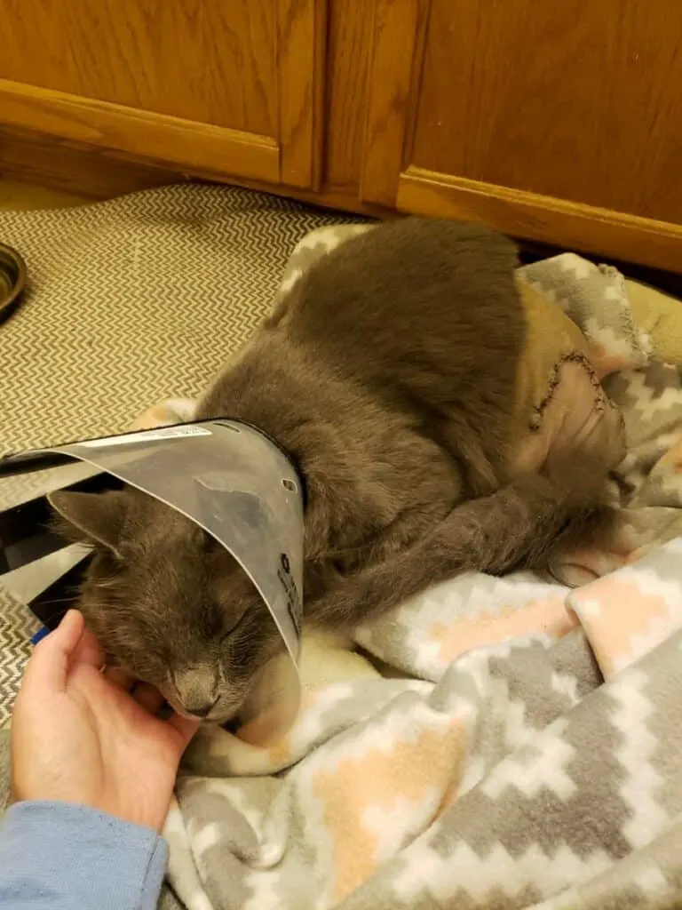 cat wearing e-collar recovering from amputation