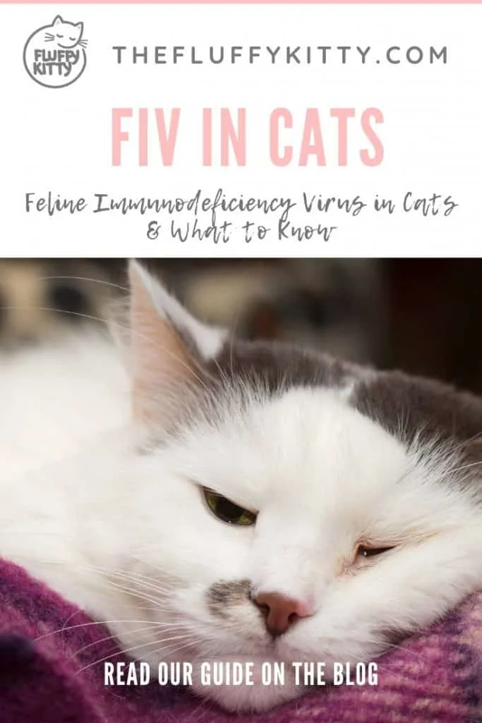 FIV in Cats: Feline Immunodeficiency Virus (HIV/AIDs in CATs) www.thefluffykitty.com #cats #cathealth #catlovers #catdiseases