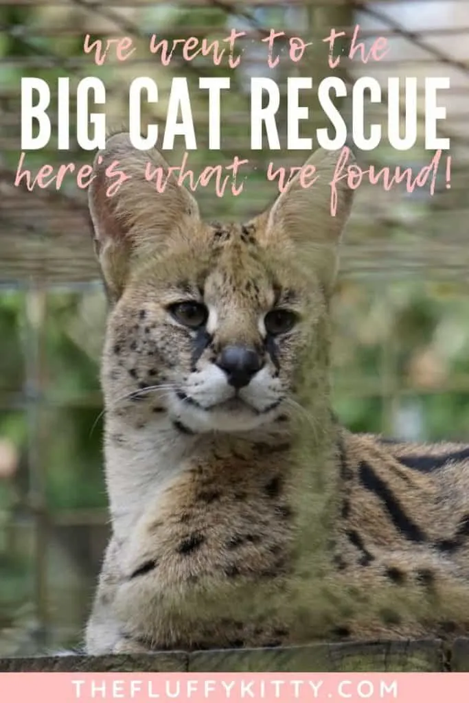 big cat rescue 