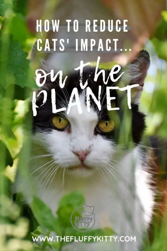 How to Reduce Your Cat's Carbon Paw Print - The Fluffy Kitty www.thefluffykitty.com