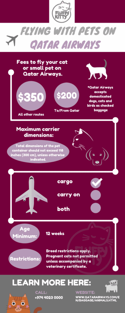 The 12 Best Airlines for Cats | Best Airlines for Traveling with Cats Compilation by Fluffy Kitty 