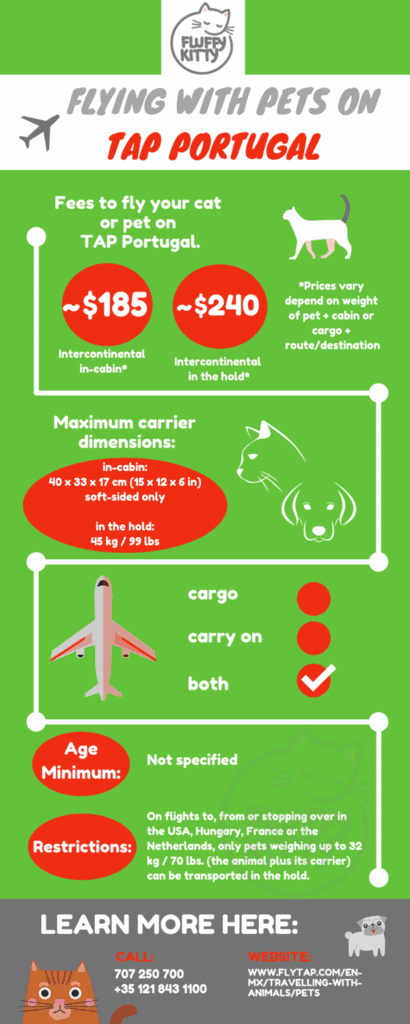 The 12 Best Airlines for Cats | Best Airlines for Traveling with Cats Compilation by Fluffy Kitty 