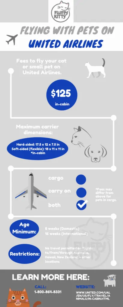 The 12 Best Airlines for Cats | Best Airlines for Traveling with Cats Compilation by Fluffy Kitty 
