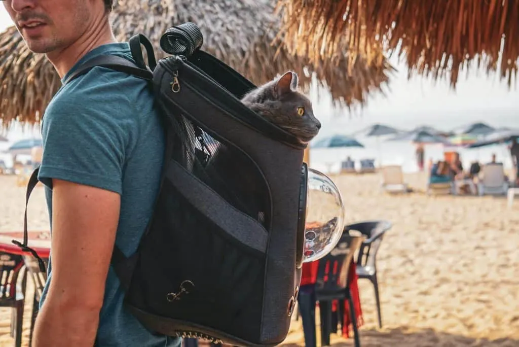 Do's & Don'ts of Backpacking with a Cat! | Fluffy Kitty