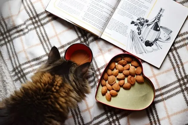 Can Kittens Eat Adult Cat Food? | Fluffy Kitty