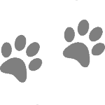 Paw Prints