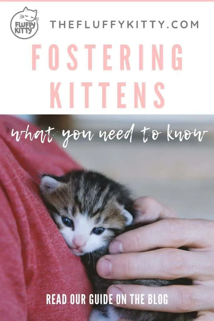 fostering kittens - what you need to know