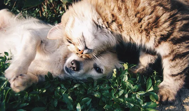 Pet Communities | Petfficient