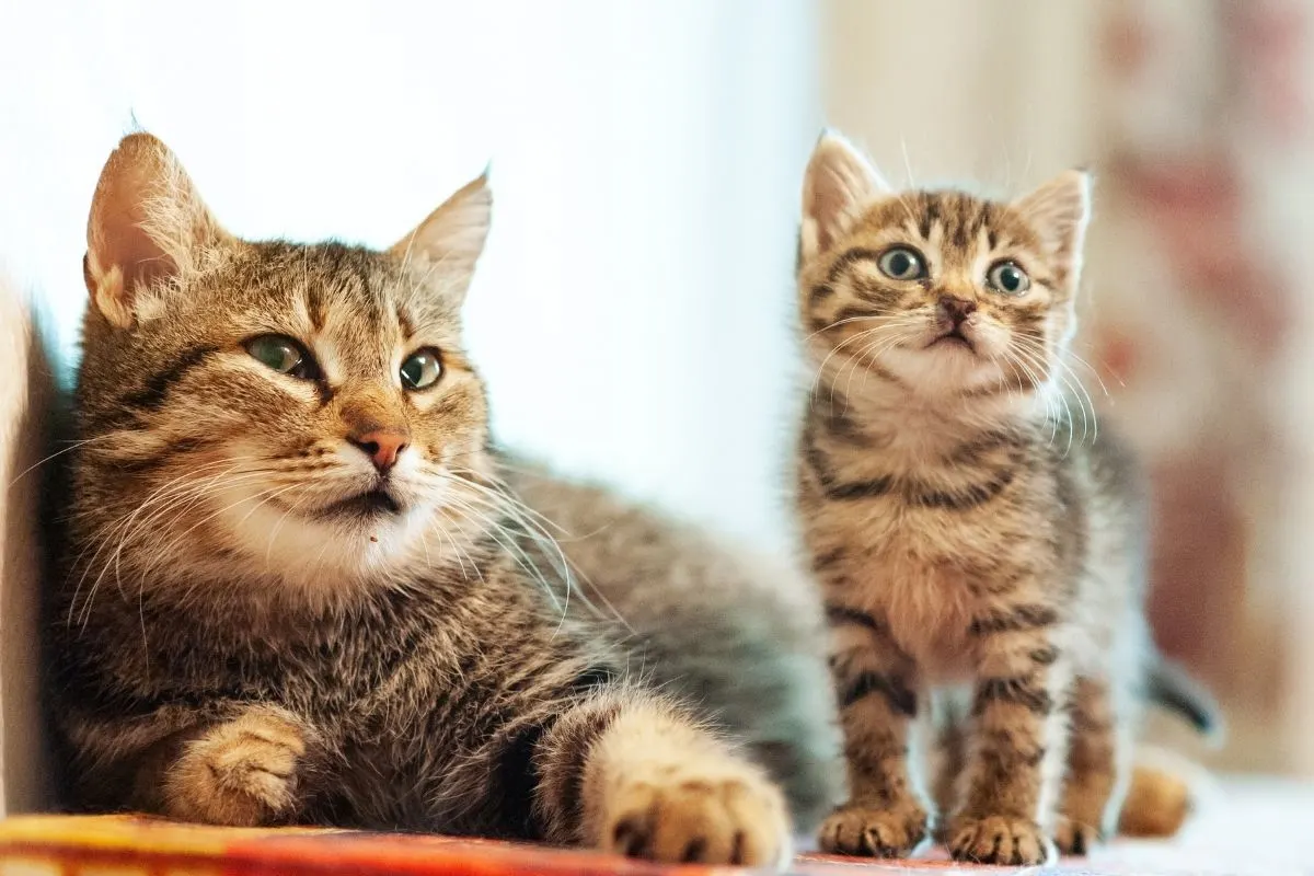old cat getting along with new kitten