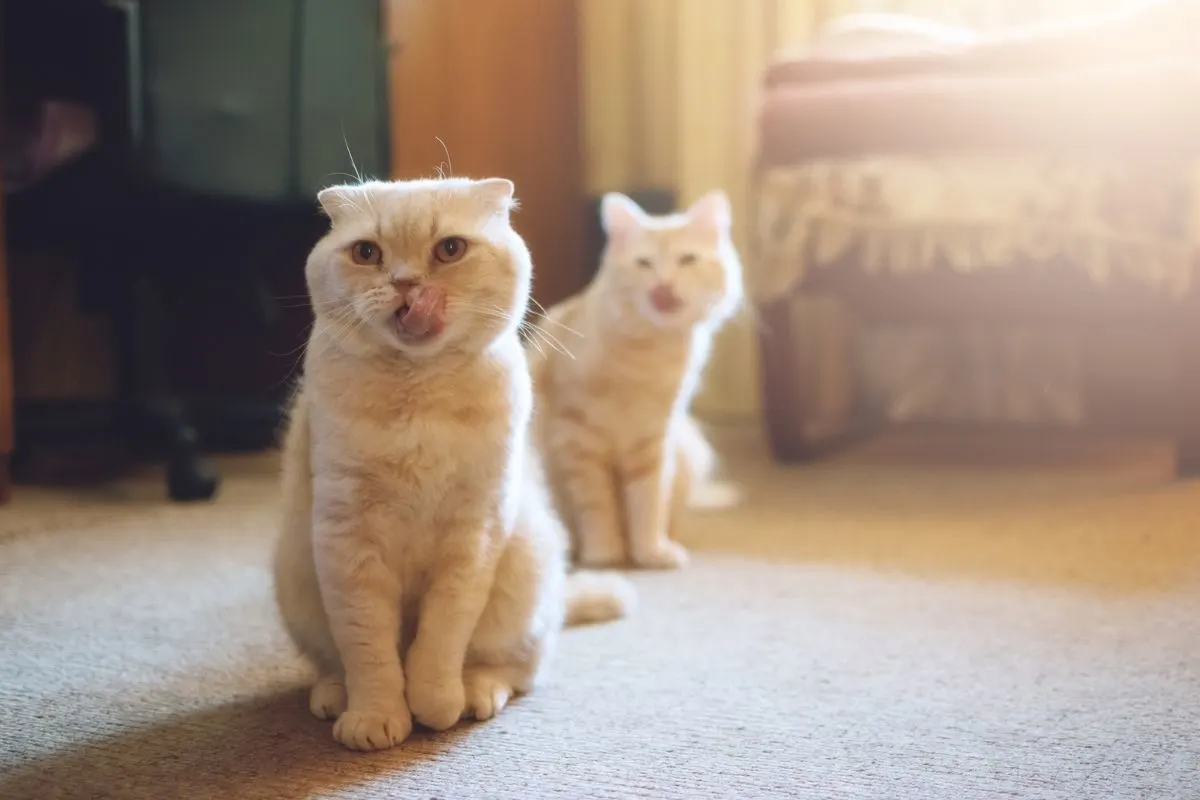 multiple cat houselands -- two orange cats getting along