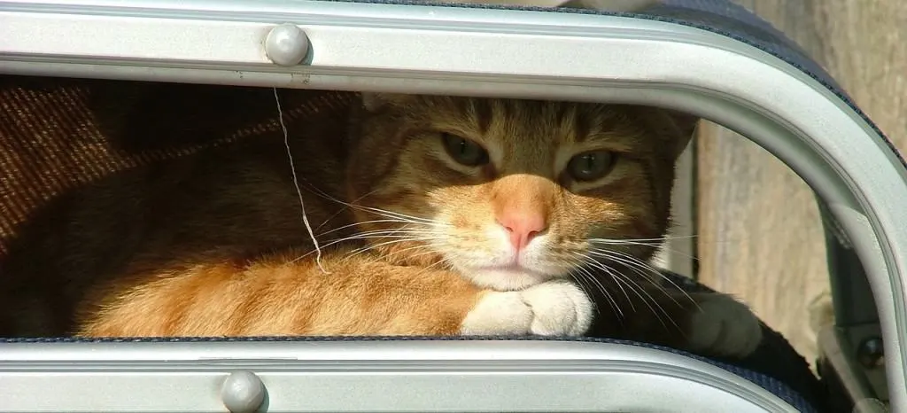 How to Find a Lost Cat - Fluffy Kitty