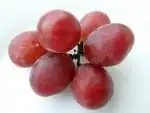 can cats eat grapes