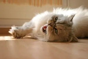 10 best cats for cuddling