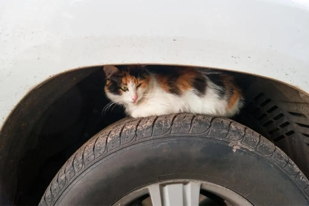 stray cat sitting on car tire