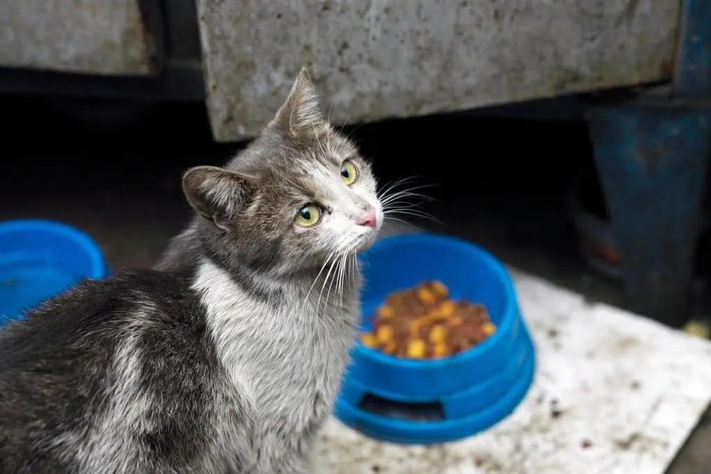 dirty gray and white stray cat getting fed with cat food