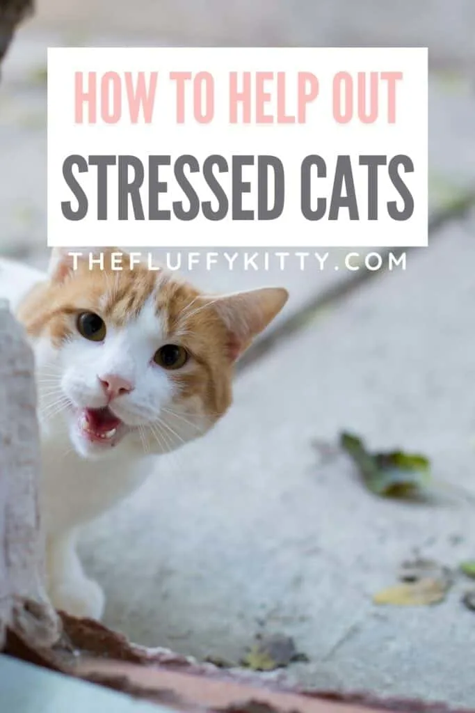 cat meowing behind corner image with text overlay