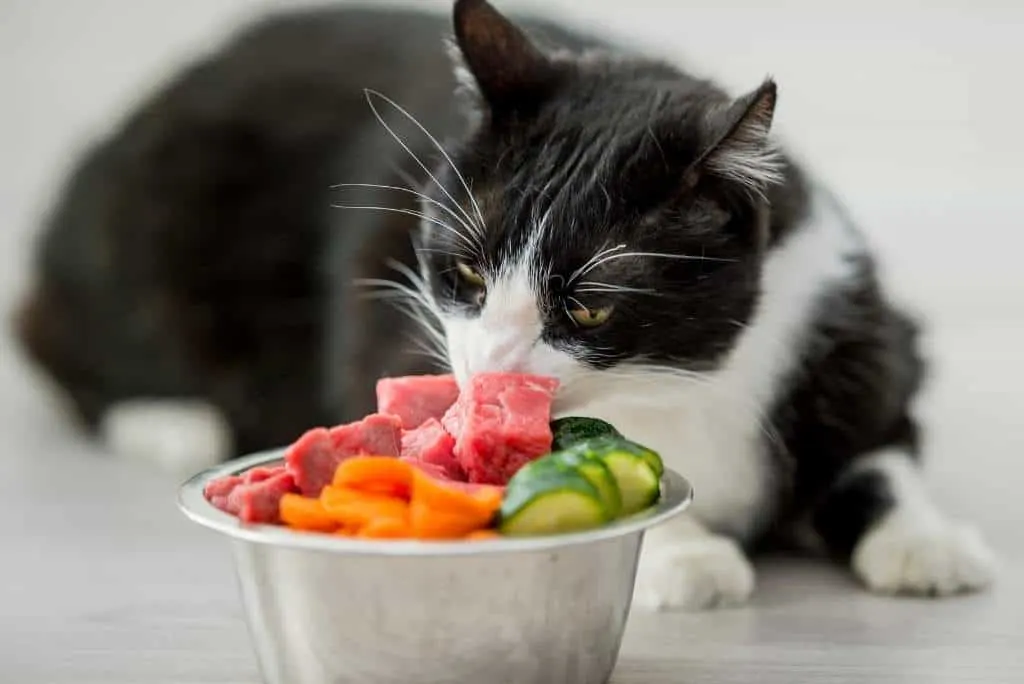 cat with bowl of homemade cat food supplements