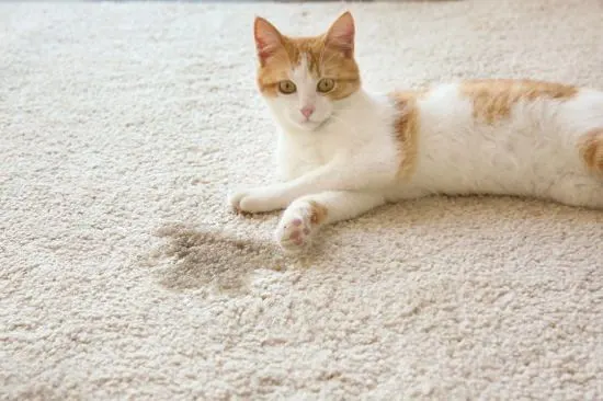 cat next to wet stain on carpet | Homemade Cat Urine Cleaner 
