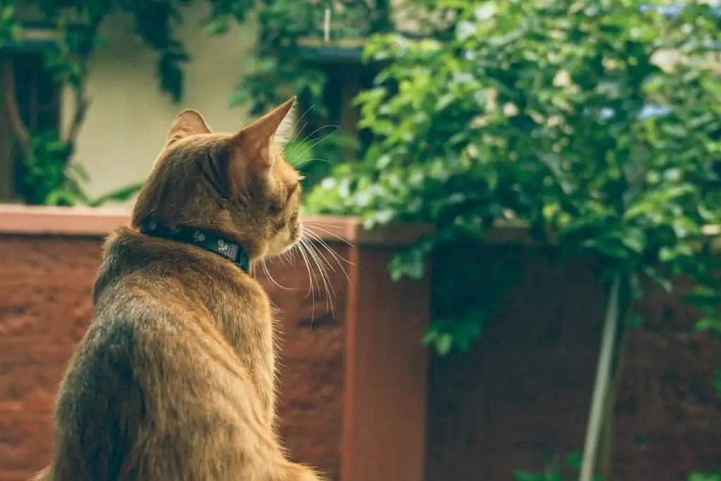 cat looking out thinking about the world