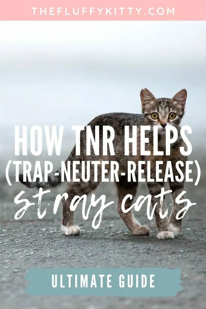 How Trap Neuter Release (TNR) Helps Out Stray Cats #cats #strays | Fluffy Kitty