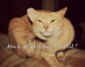 how to get rid of fleas on my cat header