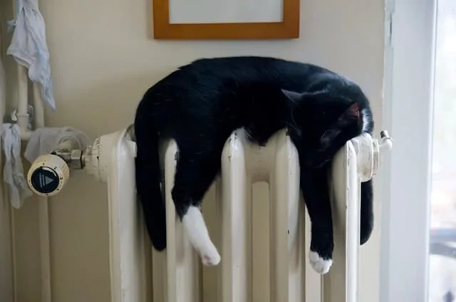 How to Keep Cats Warm in Winter (Indoor and Outdoor) | Fluffy Kitty