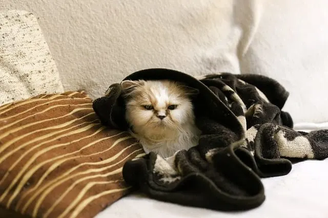 How to Keep Cats Warm in Winter (Indoor and Outdoor) | Fluffy Kitty
