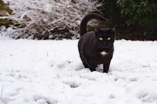 How to Keep Cats Warm in Winter (Indoor and Outdoor) | Fluffy Kitty