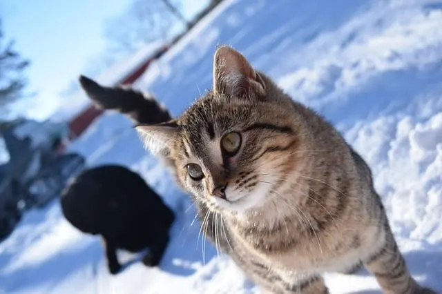 How to Keep Cats Warm in Winter (Indoor and Outdoor) | Fluffy Kitty
