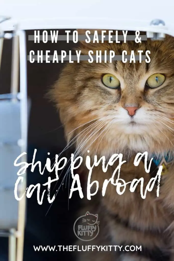 How to Safely and Cheaply Ship a Cat Overseas - Don't overpay to ship your cat! Follow our guide here: The Fluffy Kitty www.thefluffykitty.com #cats #catsofinstagram #catcare #cat