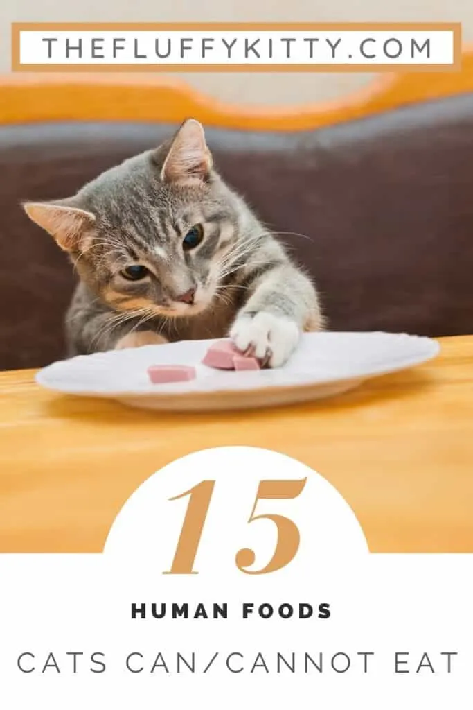 15 Human Foods Cats Cat and Cannot Eat #catfood #cats #infographic #catlovers www.thefluffykitty.com The Fluffy Kitty Blog