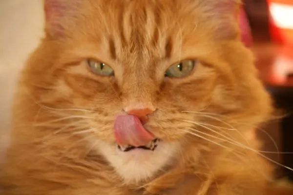 Best Cat Furniture | Fluffy Kitty