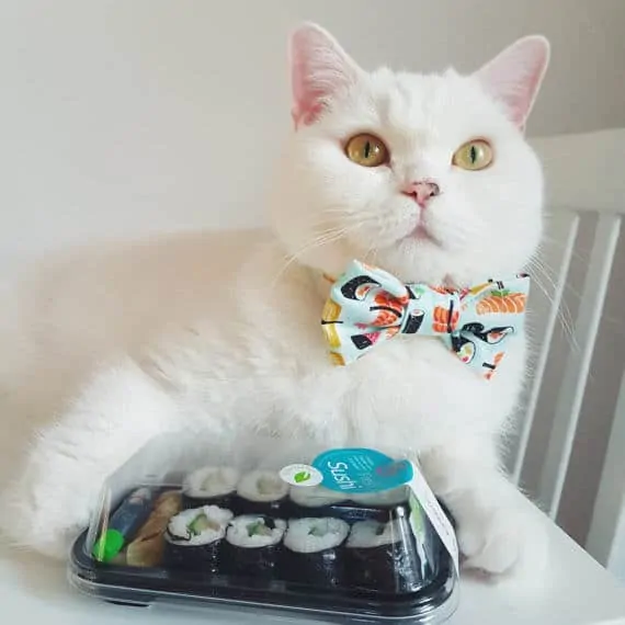 Best cat collars - Fluffy Kitty