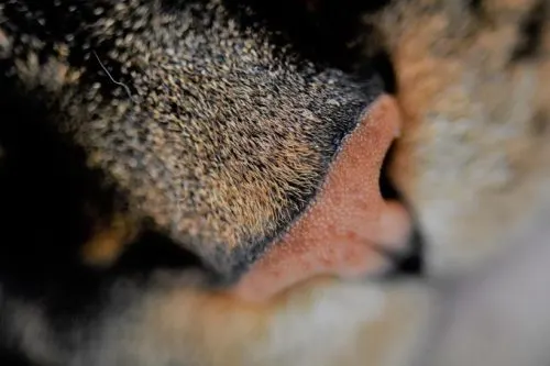 Cat breathing fast and shallow