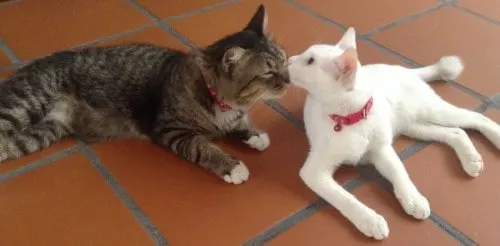 love at first sight