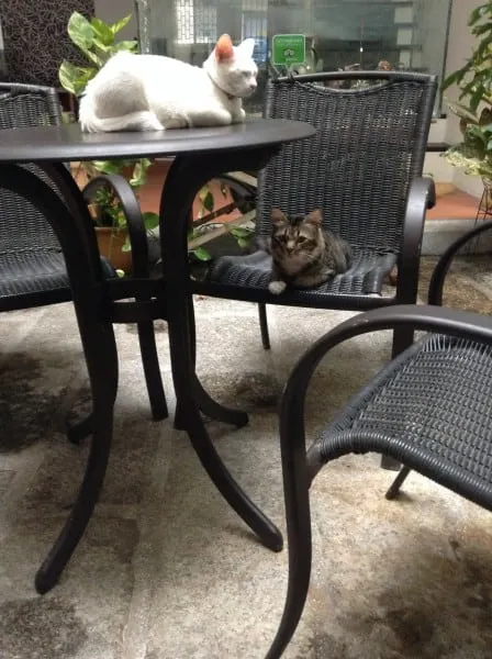 Neko and Kecik