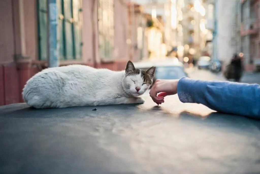 woman petting stray cat sitting on car in street