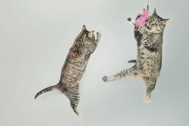 10 Reasons to Keep Your Cat Indoors | Fluffy Kitty