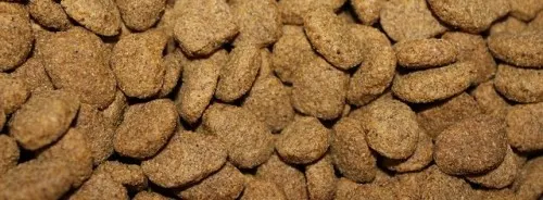croquettes chat différentes chien