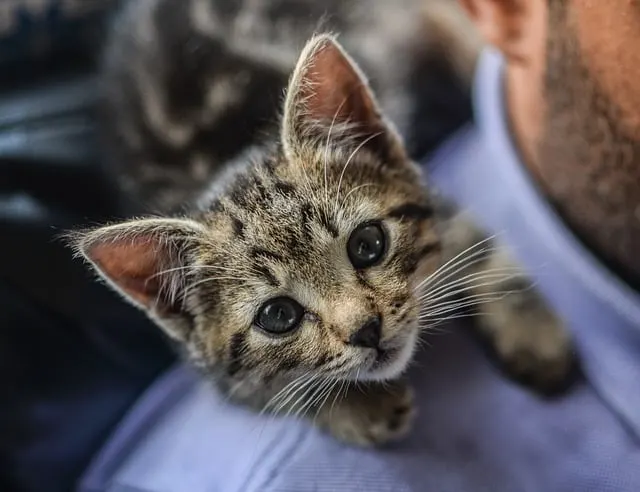 How to Take Care of a Kitten | Fluffy Kitty 