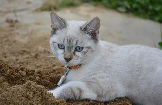Flushable Cat Litter | Fluffy Kitty