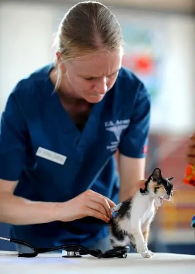 vet to prepare the cat
