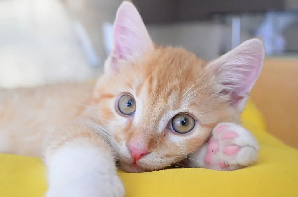 kitten laying on yellow pillow