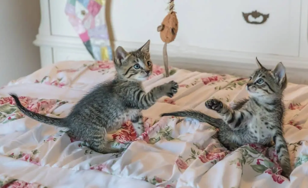 How to Take Care of a Kitten | Fluffy Kitty