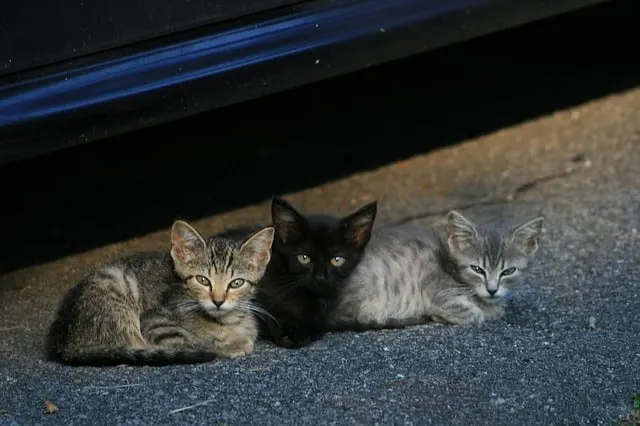 Best Cat Food for Strays - Fluffy Kitty