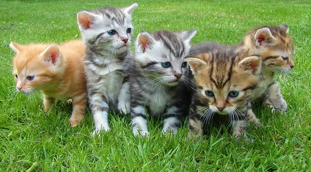 kittens-555822_640