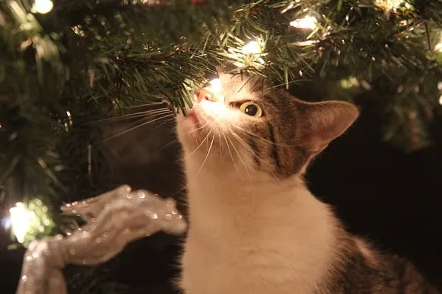 how to cat-proof your Christmas tree/ Fluffy Kitty