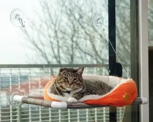 kitty cot image